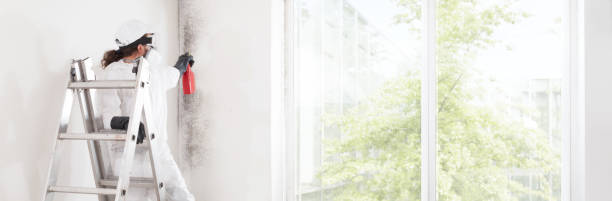 Best Environmental Consulting for Mold Prevention  in Kalaheo, HI